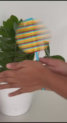 Spiral Lolipop