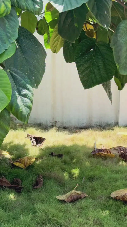 Jelly Mini Sling Bag